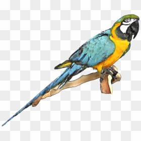 Blue And Gold Macaw Png, Transparent Png - parrot clipart png
