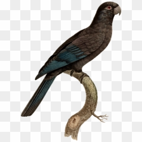 Parrot, HD Png Download - parrot clipart png