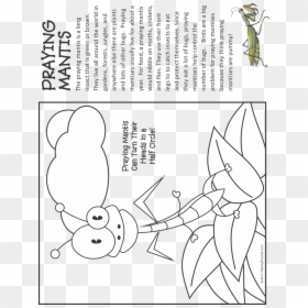 Diary Of A Spider Coloring Page, HD Png Download - praying mantis png