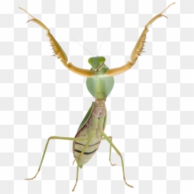 Praying Mantis Transparent Background, HD Png Download - praying mantis png