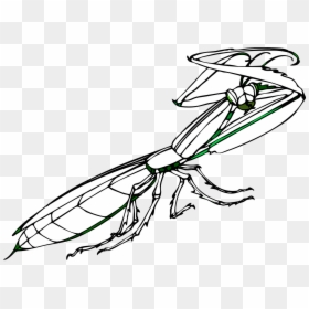 Praying Mantis Png, Transparent Png - praying mantis png