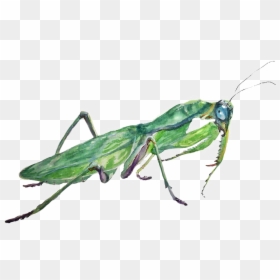 Mantidae, HD Png Download - praying mantis png