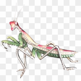 Mantidae, HD Png Download - praying mantis png