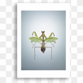 Western Conifer Seed Bug, HD Png Download - praying mantis png