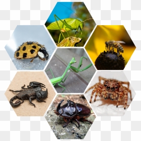 Saltamontes Escorpion, HD Png Download - praying mantis png