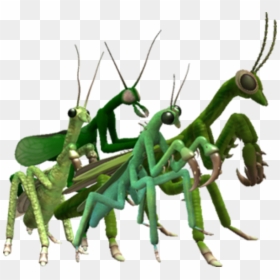 Mantis Spore, HD Png Download - praying mantis png