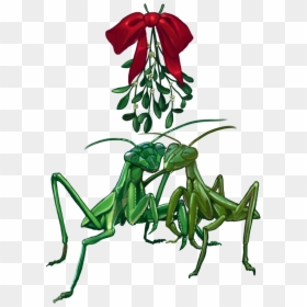 Mantidae, HD Png Download - praying mantis png