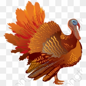 Thanksgiving Turkey Feathers Clip Art, HD Png Download - happy thanksgiving turkey png