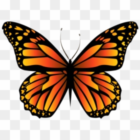 Drawing Butterfly Monarch, HD Png Download - borboletas png