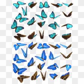 Insect, HD Png Download - borboletas png