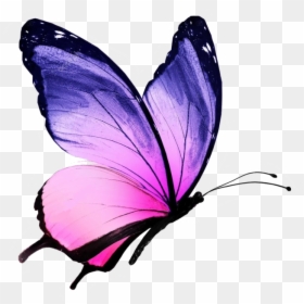 Butterfly Drawing With Colour, HD Png Download - borboletas png