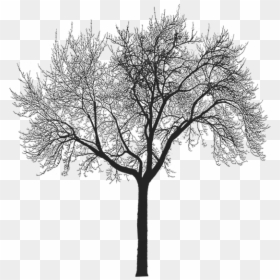 Winter Morning Poster, HD Png Download - img_tree.png