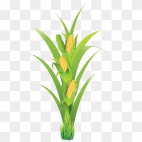 Corn Plant Clip Art, HD Png Download - planting png