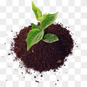 Soil, HD Png Download - planting png
