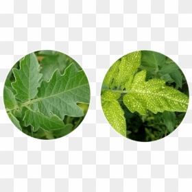 Canoe Birch, HD Png Download - planting png