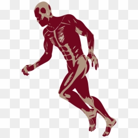 3d Man Png -3d Running Man Muscles Anatomy D Png - Png Clipart Body Muscle Anatomy Transparent Png, Png Download - kick png