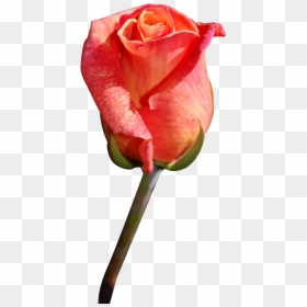 Close Png Transparent - Rose Flora, Png Download - close.png