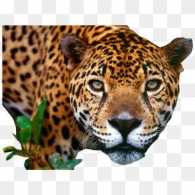 Jaguar Png Image - Jaguar Png, Transparent Png - close.png