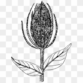 Illustration, HD Png Download - plant icon png