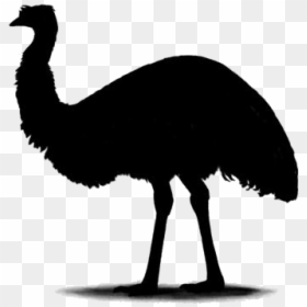 Cartoon Emu Png Transparent Images - Turkey, Png Download - emu png