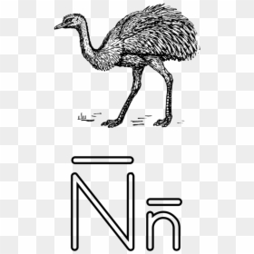 Letter N For Nose, HD Png Download - emu png