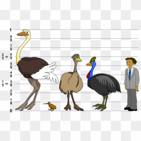 Cassowary Emu, HD Png Download - emu png