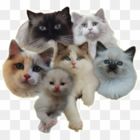 Ragdoll Kitten Transparent Background, HD Png Download - tumblr cat png