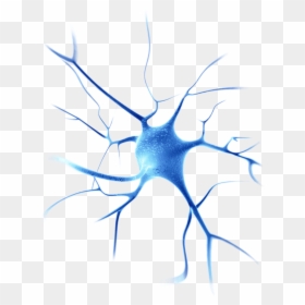 Hd Neurons Png - Neurons Png, Transparent Png - neurons png
