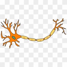 Neuron, Nerve Cell, Axon, Dendrite, Cell, Biology - Multiple Sclerosis No Background, HD Png Download - neurons png