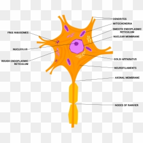 Neuron Or Nerve Cell - Nerve Cell Png, Transparent Png - neurons png