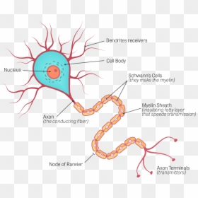 Neuron Diagram Endoneurium, HD Png Download - neurons png