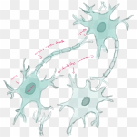 Transparent Neurons Png - Illustration, Png Download - neurons png