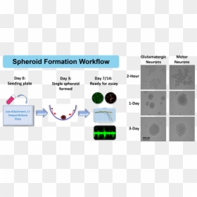 3d Example, HD Png Download - neurons png