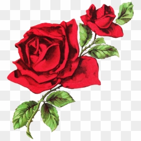 Red And White Twitter Header, HD Png Download - red rose png