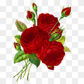 Rose Drawing Transparent Background, HD Png Download - red rose png