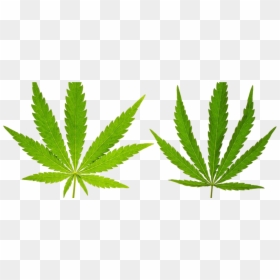 Marijuana Leaf, HD Png Download - weed leaf png