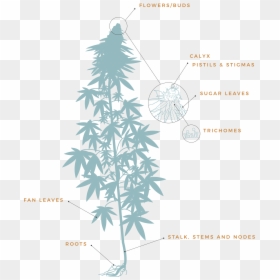 Cannabis Plant Anatomy Diagram, HD Png Download - weed leaf png