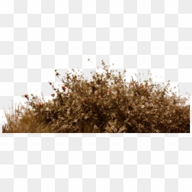 Transparent Background Wildflowers Png, Png Download - bushes png