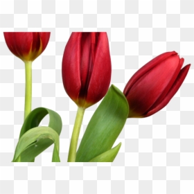 Beautiful Flower In Good Morning, HD Png Download - png flowers