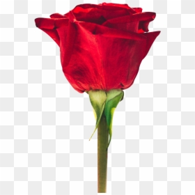 Red Rose Images Download, HD Png Download - red rose png