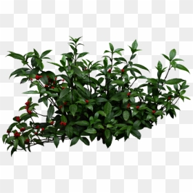 Shrubs Png, Transparent Png - bushes png