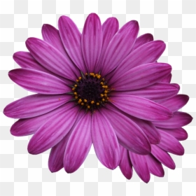 Purple Flower Transparent Background, HD Png Download - png flowers