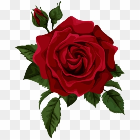 Red Rose Drawing Png, Transparent Png - red rose png