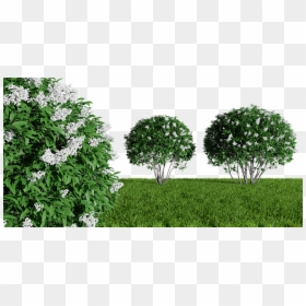 Tree, HD Png Download - bushes png