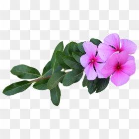 Png Flowers, Transparent Png - png flowers