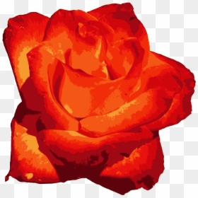 Floribunda, HD Png Download - red rose png