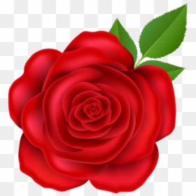 Garden Roses, HD Png Download - red rose png