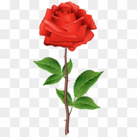 Rose Png Illustration, Transparent Png - red rose png