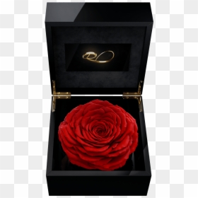 Blue Rose In A Box, HD Png Download - red rose png