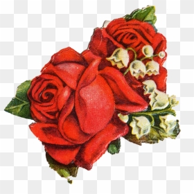 Red Rose Transparent Rose Vintage, HD Png Download - red rose png